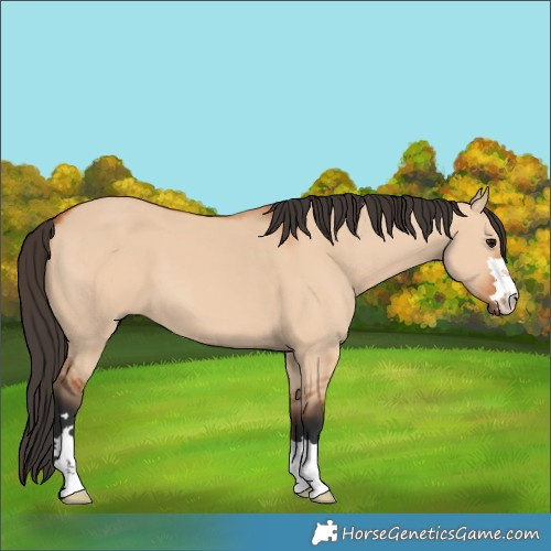 Horse Color:Bay Dun