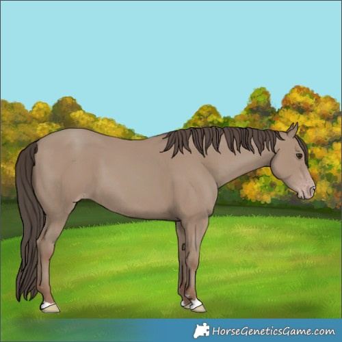 Horse Color:Classic Champagne