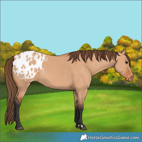 Horse Color:Bay Dun Blanket 