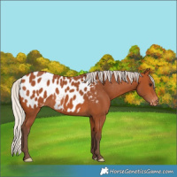 Horse Color:Silver Bay Blanket 