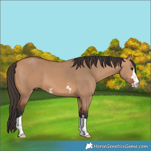 Horse Color:Bay Dun 