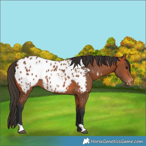 Horse Color:Bay Near Leopard