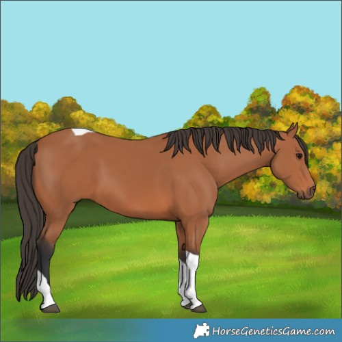Horse Color:Bay Tobiano 