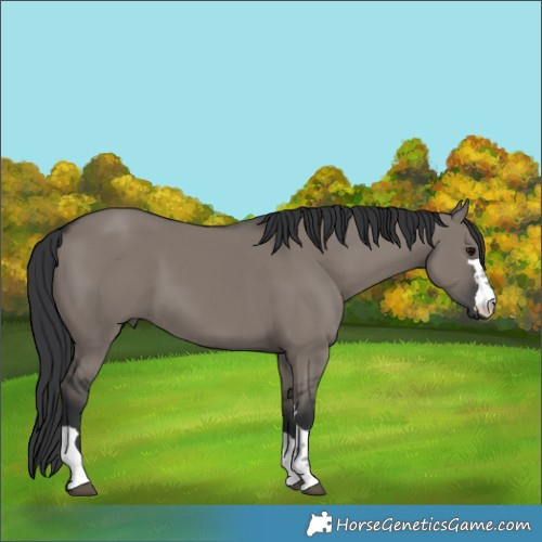 Horse Color:Grullo 