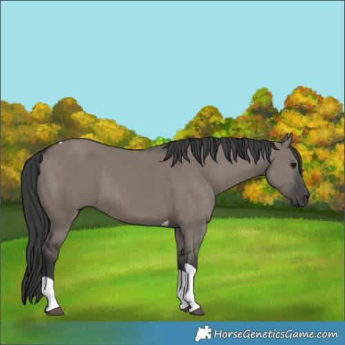 Horse Color:Grullo Tobiano