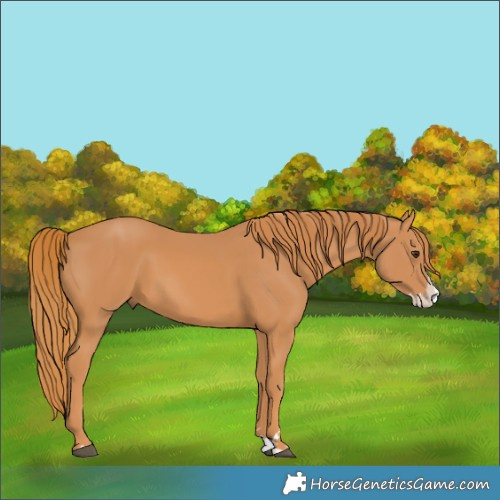 Horse Color:Chestnut Splash 
