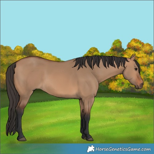 Horse Color:Bay Dun Rabicano 
