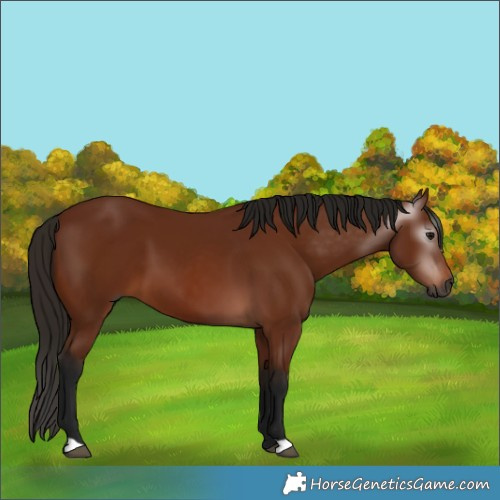 Horse Color:Gray Bay 