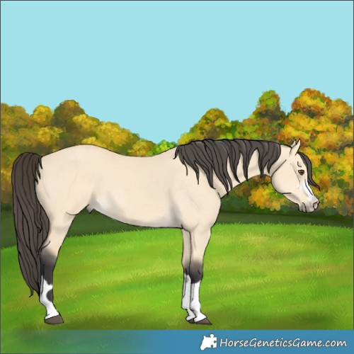 Horse Color:Buckskin Dun 