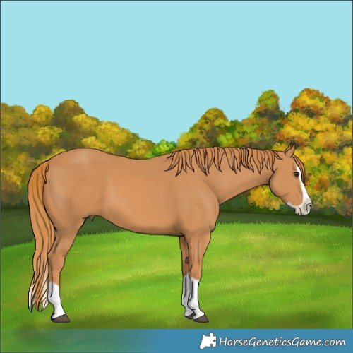 Horse Color:Chestnut Splash 