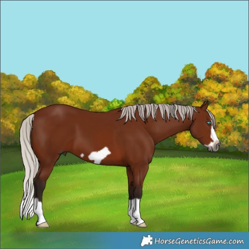 Horse Color:Gray Silver Bay Splash Frame 