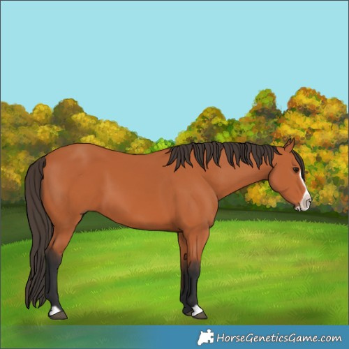 Horse Color:Bay Frame 