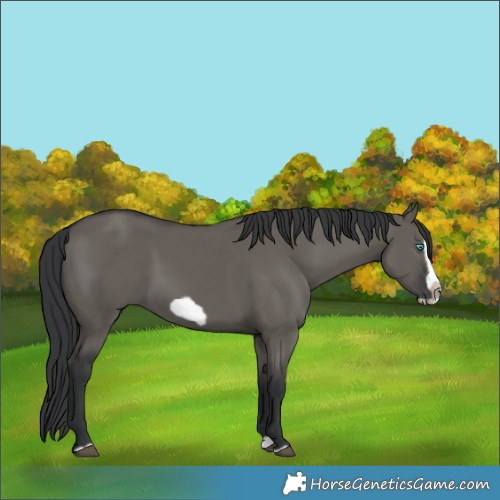 Horse Color:Grullo Splash Frame 