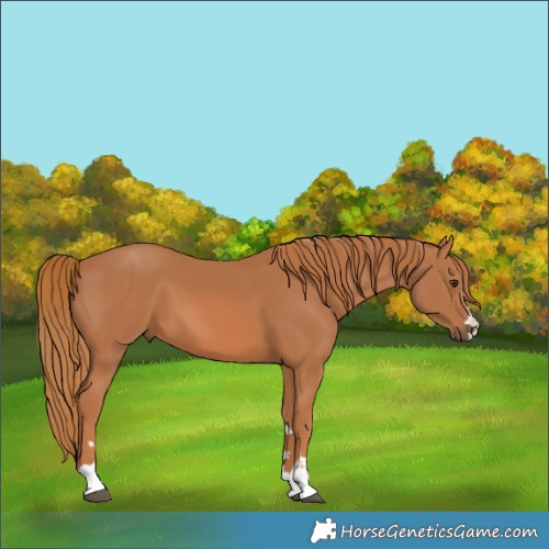 Horse Color:Chestnut 