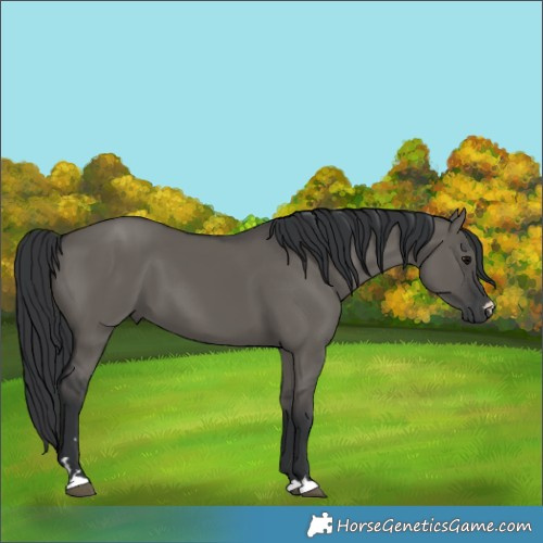 Horse Color:Grullo 