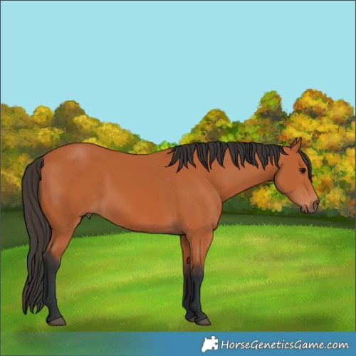 Horse Color:Bay 