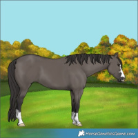 Horse Color:Smoky Grullo 