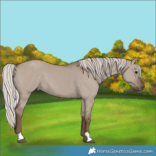 Horse Color:Silver Grullo 