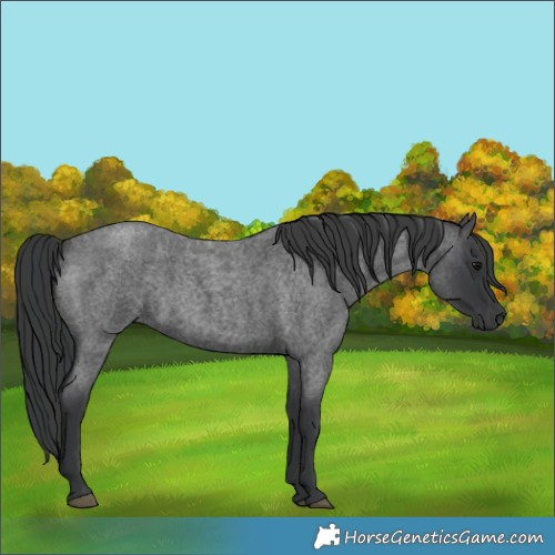 Horse Color:Blue Roan