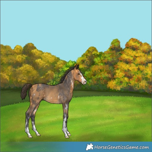 Horse Color:Buckskin Sabino  and Buckskin Sabino 