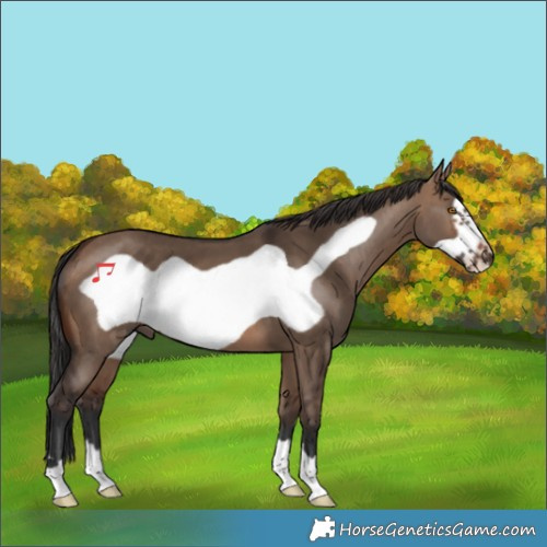 Horse Color:Brown Dun Frame 