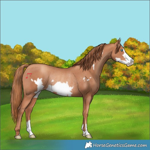 Horse Color:Gold Champagne Frame Rabicano 