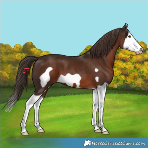 Horse Color:Liver Chestnut Splash Frame