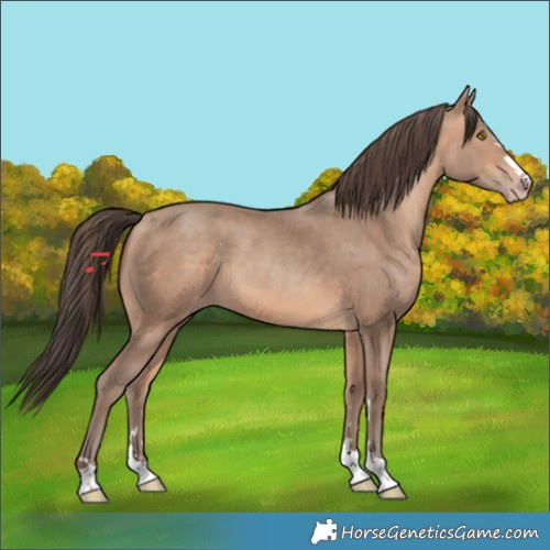 Horse Color:Amber Champagne 