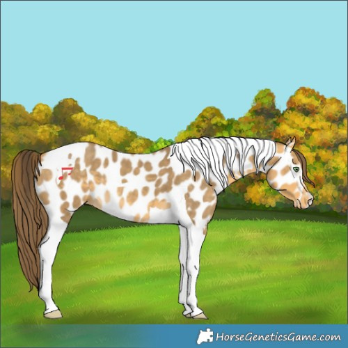 Horse Color:Amber Cream Champagne Tobiano Near Leopard
