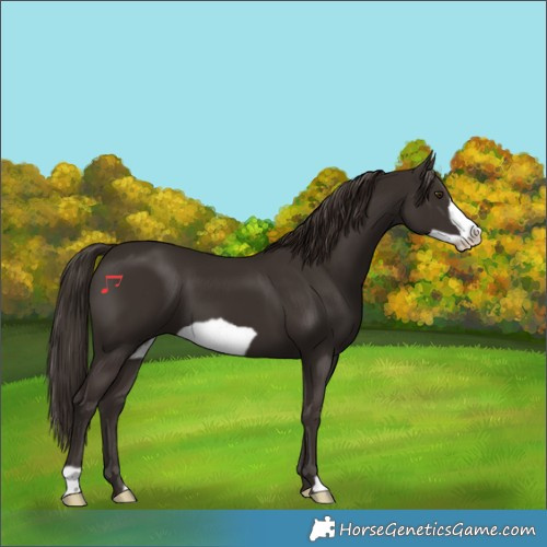 Horse Color:Liver Chestnut Frame 