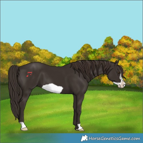 Horse Color:Liver Chestnut Frame