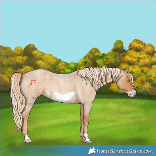 Horse Color:Palomino Roan Frame Rabicano