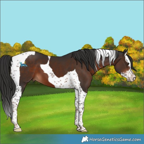 Horse Color:Liver Chestnut Splash Tobiano