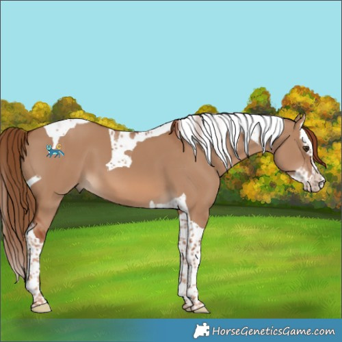 Horse Color:Red Dun Splash Tobiano 