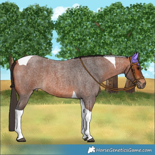Horse Color:Bay Roan Tobiano 