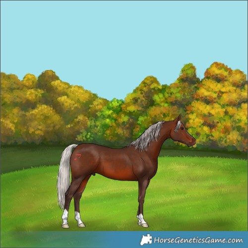Horse Color:Silver Brown 