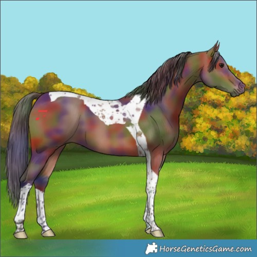 Horse Color:Nacre Bay Tobiano 