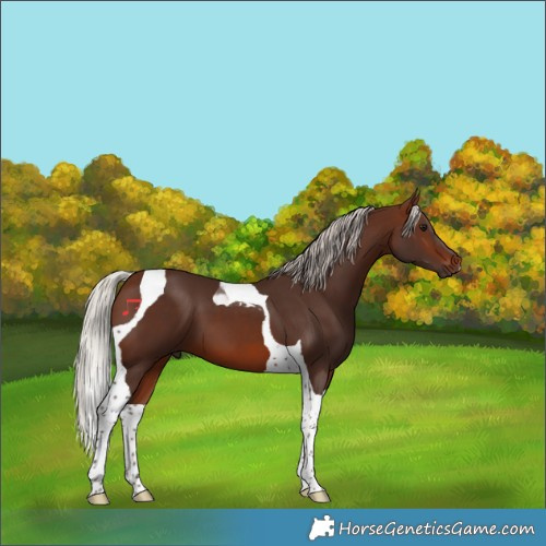 Horse Color:Silver Brown Tobiano 