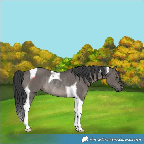 Horse Color:Grullo Tobiano Rabicano