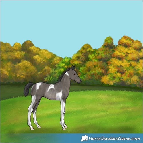 Horse Color:Grullo Tobiano Rabicano 