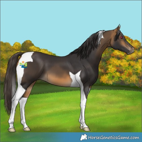Horse Color:Buckskin Tobiano 