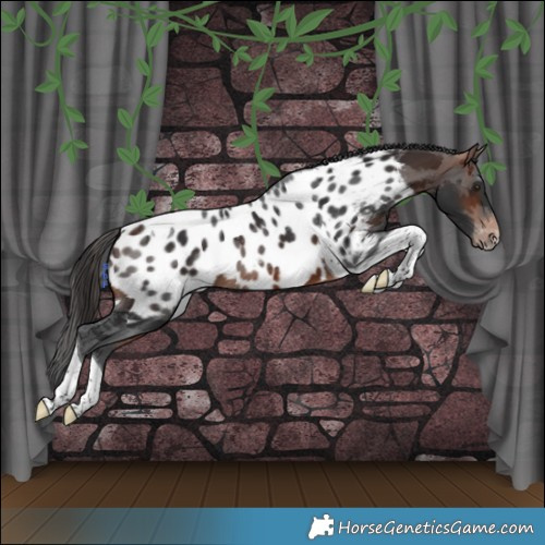 Horse Color:Brown Merle Tobiano Appaloosa