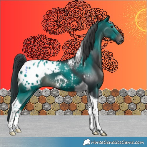 Horse Color:Black Tobiano Appaloosa
