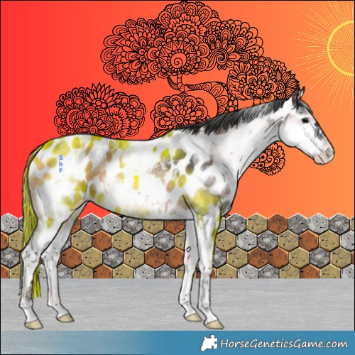 Horse Color:White Spotted Blue Onyx Appaloosa 