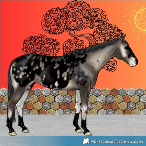 Horse Color:Void Blue Onyx Appaloosa 