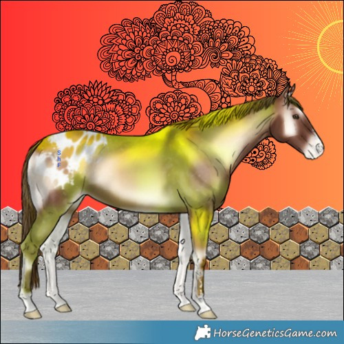 Horse Color:Red Onyx Appaloosa