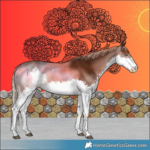 Horse Color:Liver Chestnut Splash 