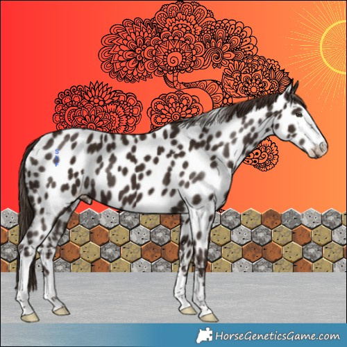 Horse Color:Liver Chestnut Near Leopard 