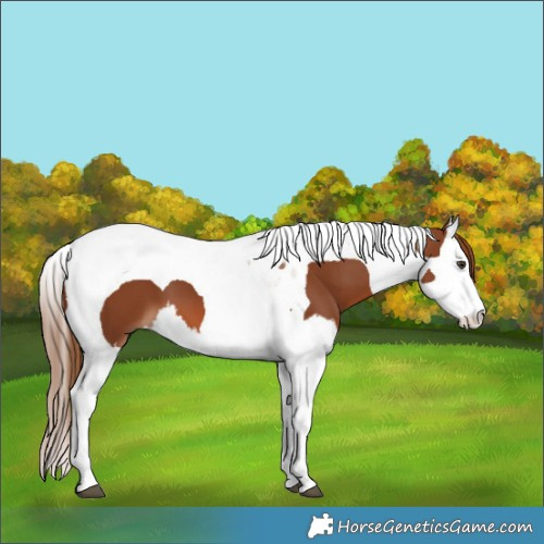 Horse Color:Chestnut Splash Tobiano 