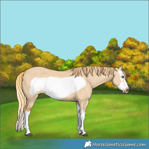 Horse Color:Red Dun Splash Frame 